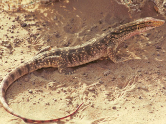 Desert Monitor