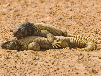Leptiens Spiny-tailed Lizard