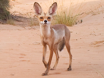 Arabian Red Fox