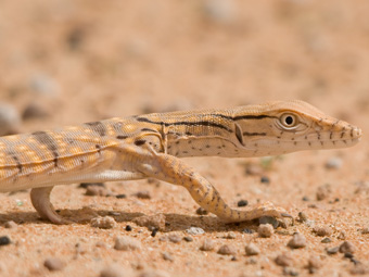 Desert Monitor