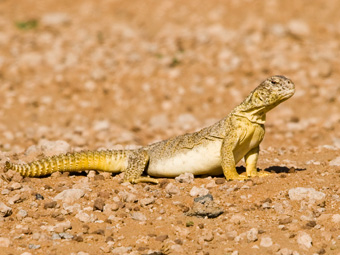 Leptiens Spiny-tailed Lizard