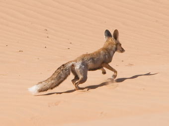 Arabian Red Fox