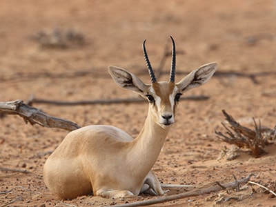 Arabian Gazelle