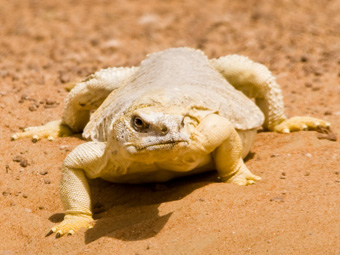 Leptiens Spiny-tailed Lizard