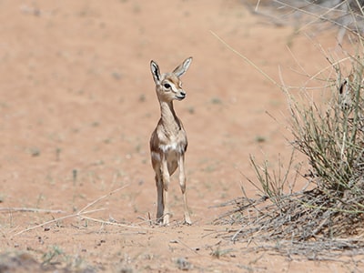 Arabian Gazelle