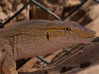 Desert Monitor