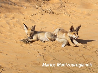 Arabian Red Fox