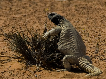 Leptiens Spiny-tailed Lizard