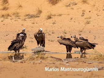 Lappet-faced Vulture