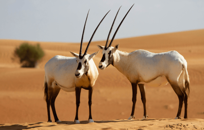 dubai desert tour heritage