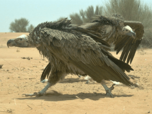 Lappet-faced Vulture 