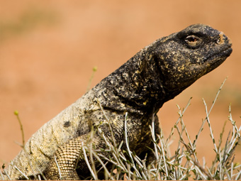 Leptiens Spiny-tailed Lizard