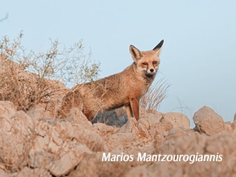 Arabian Red Fox