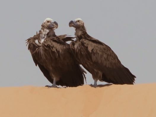 Lappet-faced Vulture 