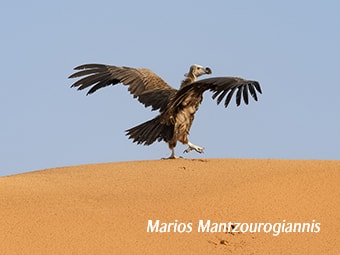 Lappet-faced Vulture