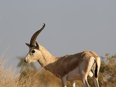Sand Gazelle