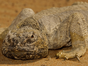 Leptiens Spiny-tailed Lizard