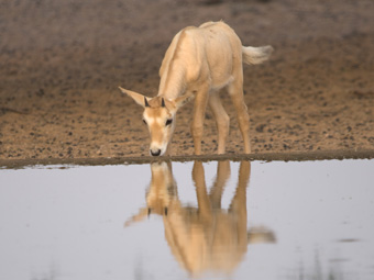 Arabian Oryx