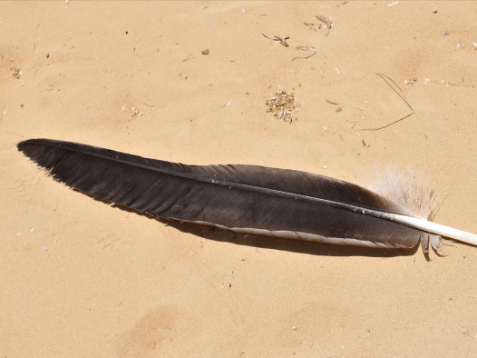 Lappet-faced Vulture