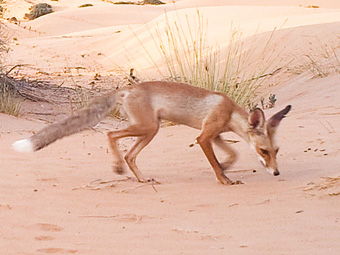 Arabian Red Fox
