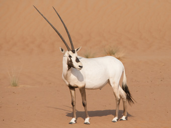 Arabian Oryx