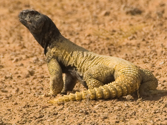 Leptiens Spiny-tailed Lizard