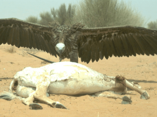 Lappet-faced Vulture 
