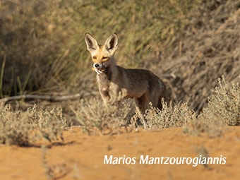 Arabian Red Fox