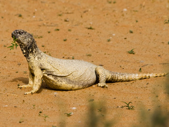Leptiens Spiny-tailed Lizard