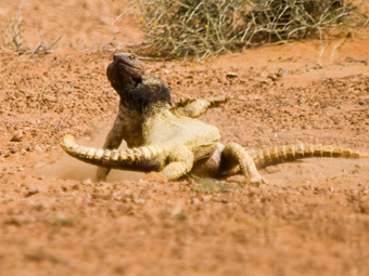 Leptiens Spiny-tailed Lizard