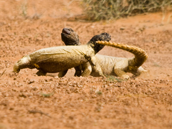 Leptiens Spiny-tailed Lizard