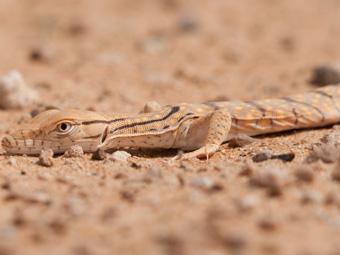 Desert Monitor