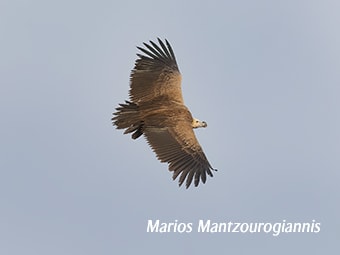 Lappet-faced Vulture