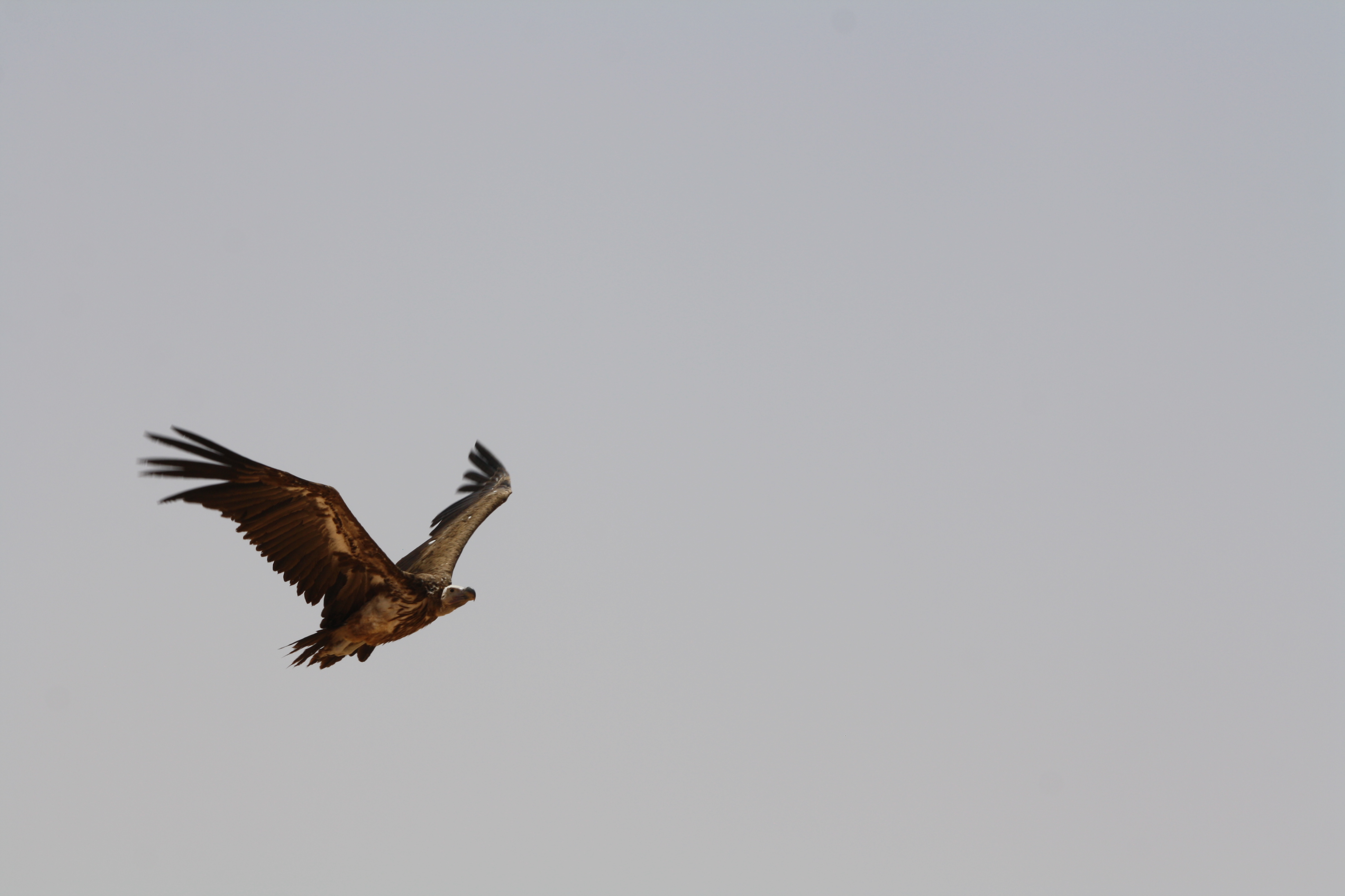 Lappet-faced Vulture