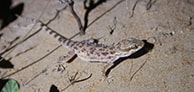 placehoder image