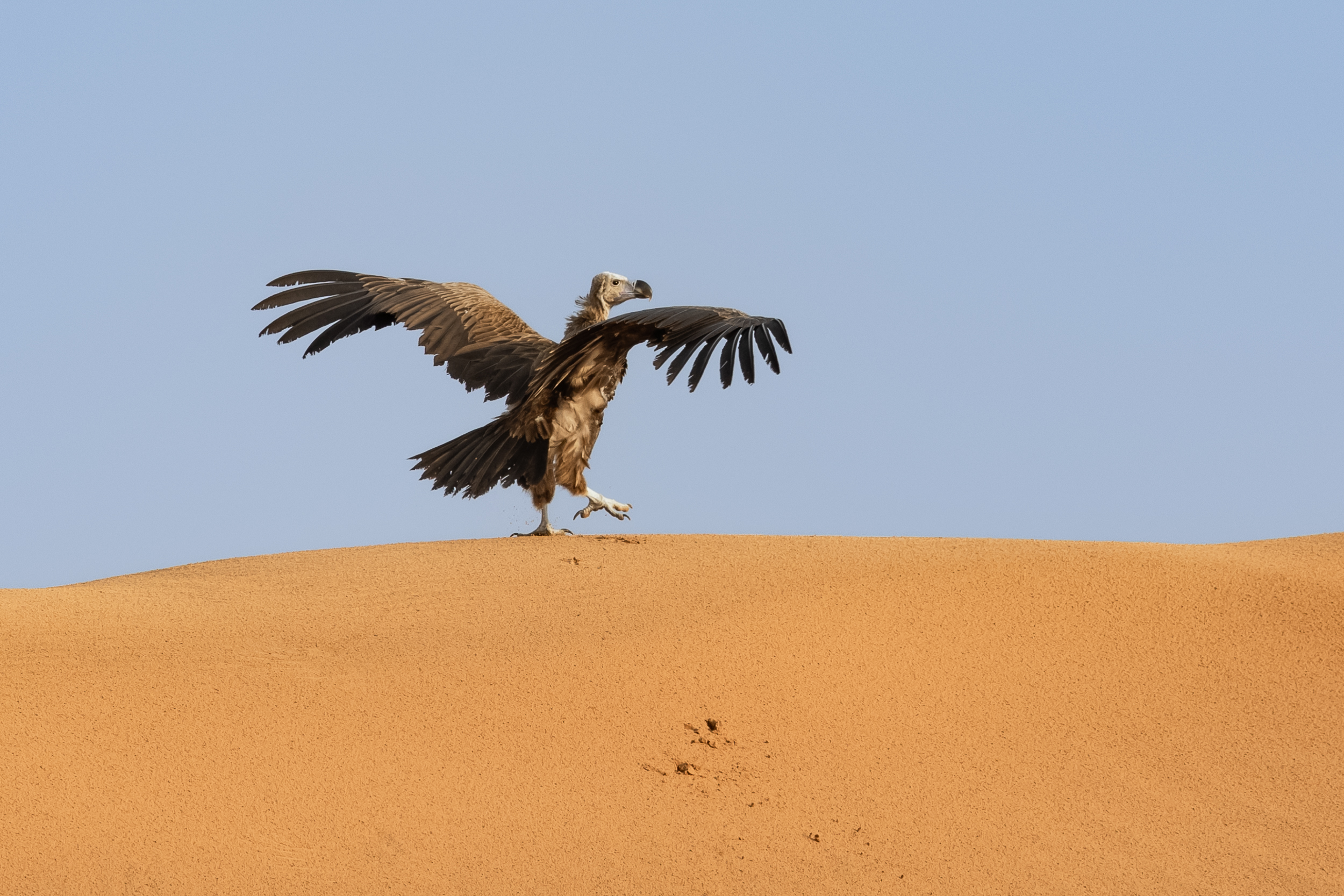 Lappet-faced Vulture