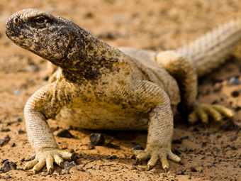 Leptiens Spiny-tailed Lizard