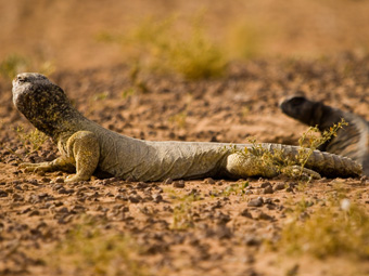 Leptiens Spiny-tailed Lizard