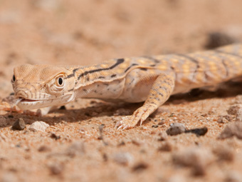 Desert Monitor