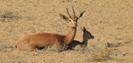 placehoder image