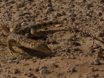 Desert Monitor