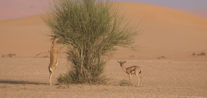 dubai desert safari logo