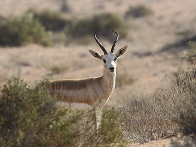 Sand Gazelle