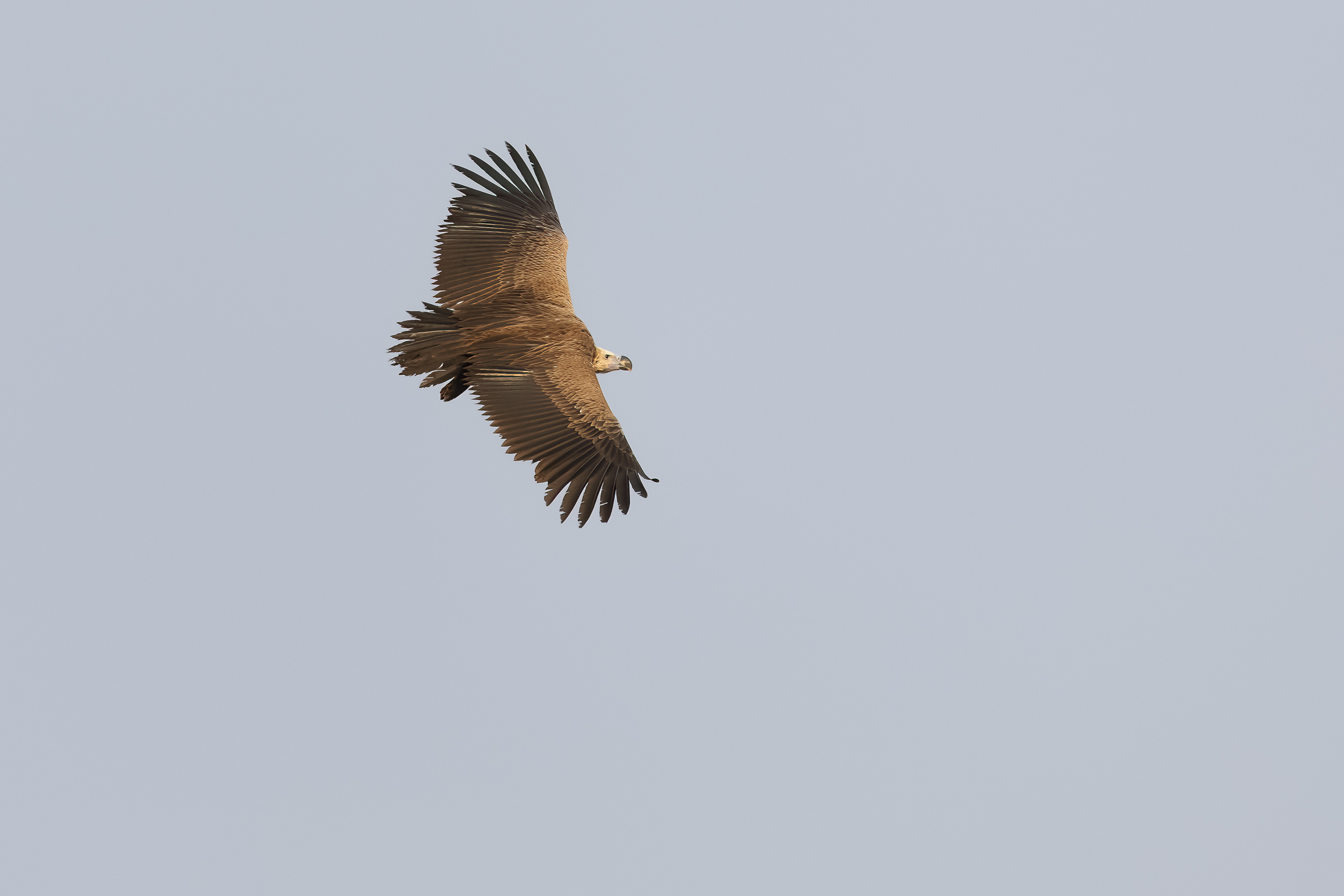 Lappet-faced Vulture