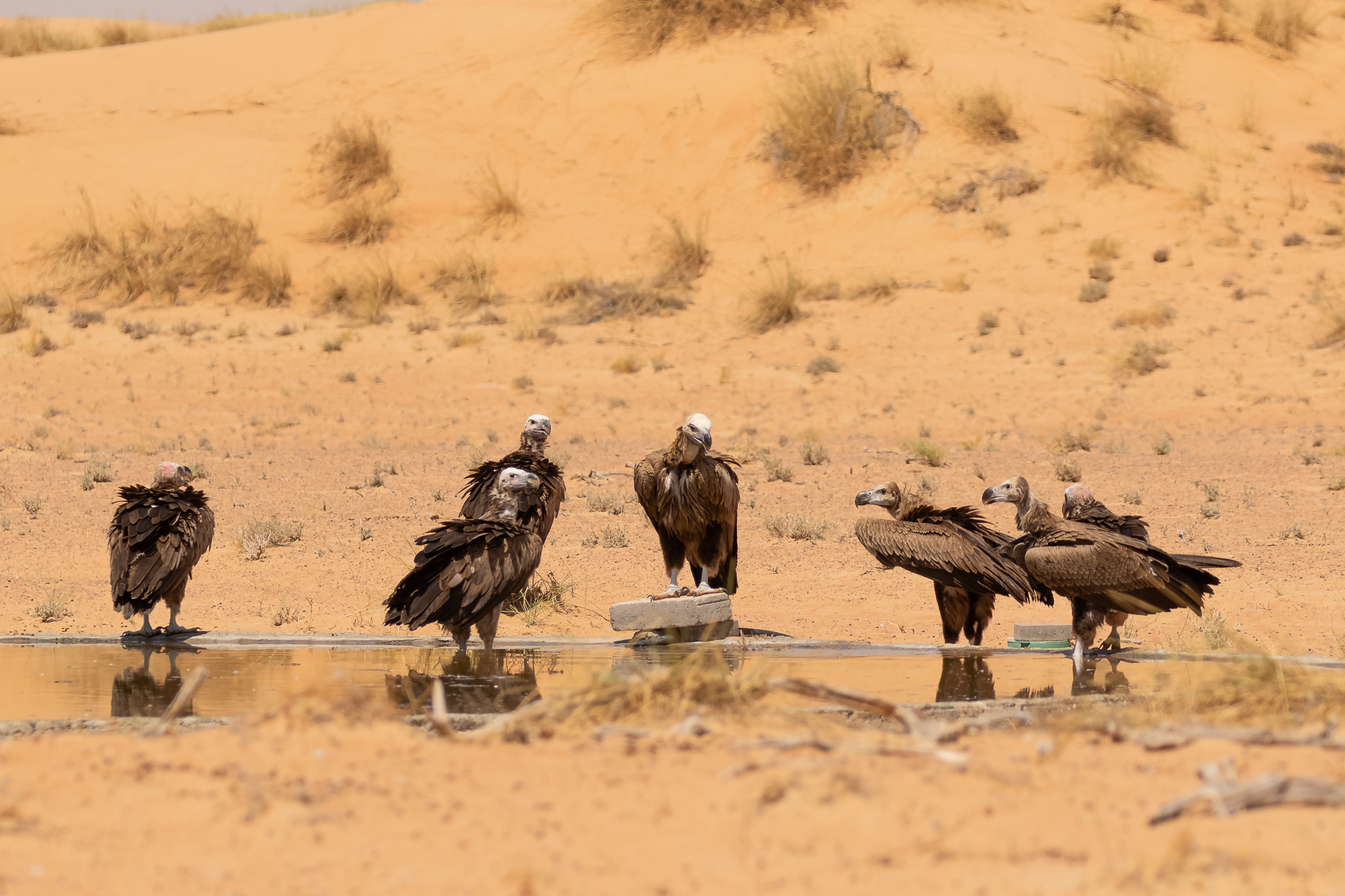 Lappet-faced Vulture