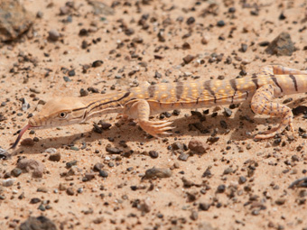 Desert Monitor