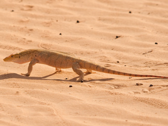 Desert Monitor