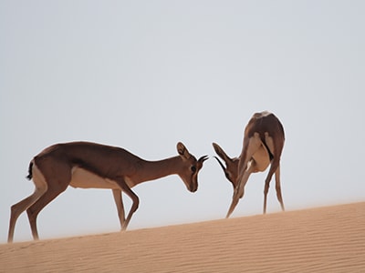 Arabian Gazelle