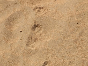 Arabian Red Fox